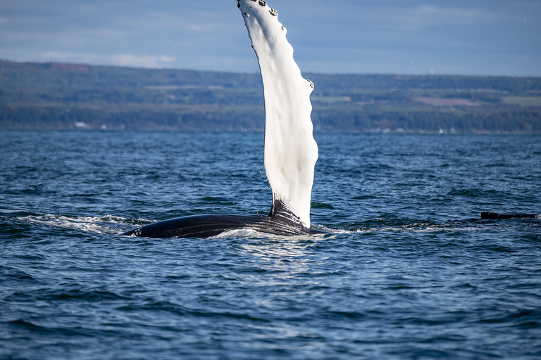 Tadoussac or Baie-Sainte-Catherine: Whale Watching Boat Tour Standard Cruise from Tadoussac