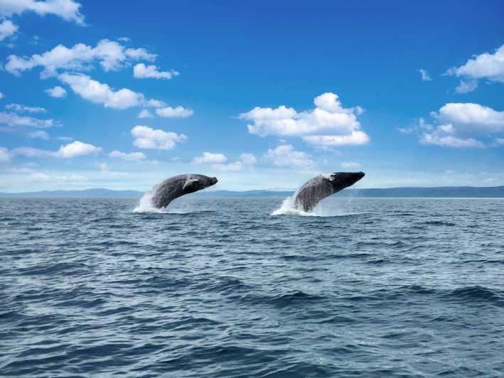 Tadoussac lub Baie-Sainte-Catherine: wycieczka łodzią z obserwacją wielorybów