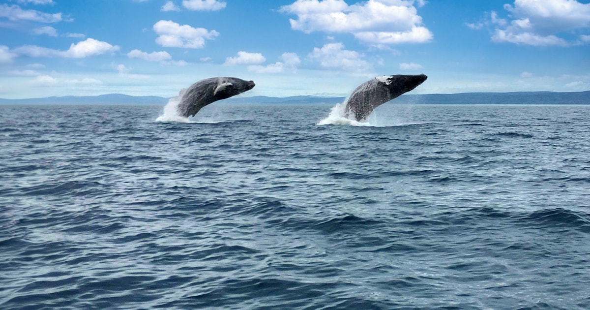 Tadoussac or BaieSainteCatherine Whale Watching Boat Tour GetYourGuide