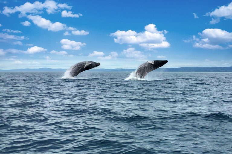 Tadoussac or Baie-Sainte-Catherine: Whale Watching Boat Tour Standard Cruise from Tadoussac