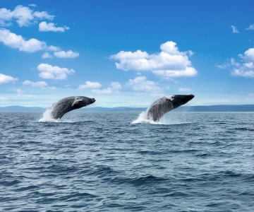 Tadoussac or Baie-Sainte-Catherine: Whale Watching Boat Tour