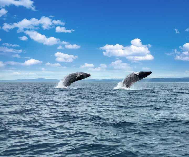 Tadoussac or Baie-Sainte-Catherine: Whale Watching Boat Tour