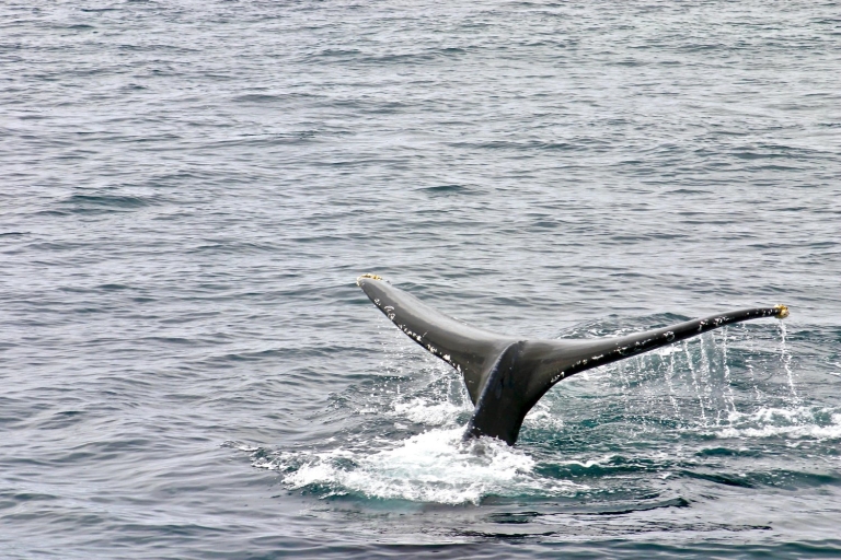 Oahu : Aventure privée d'observation des baleines