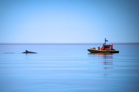 Quebec: avistamiento de ballenas con transporte en autobúsZodiac: avistamiento de ballenas y traslado en autobús