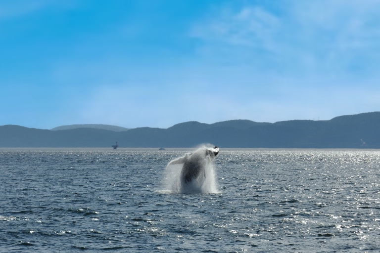 Quebec City: Whale Watching Excursion with Bus Transfer Zodiac: Whale Watching Excursion and Bus Transfer