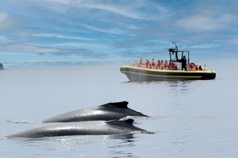 Québec (ville) : observation des baleines avec transfertZodiac : observation des baleines et transfert