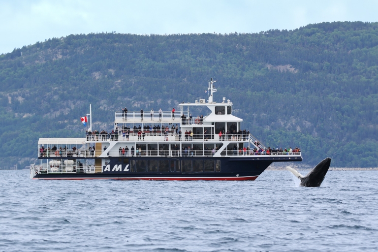 Quebec City: wycieczka z obserwacją wielorybów z transferem autobusowymDuża łódź: wycieczka z obserwacją wielorybów i transfer autobusem