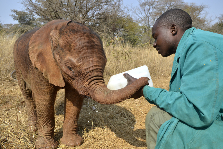 Nairobi: Sheldrick Elephant Orphanage and Giraffe Center