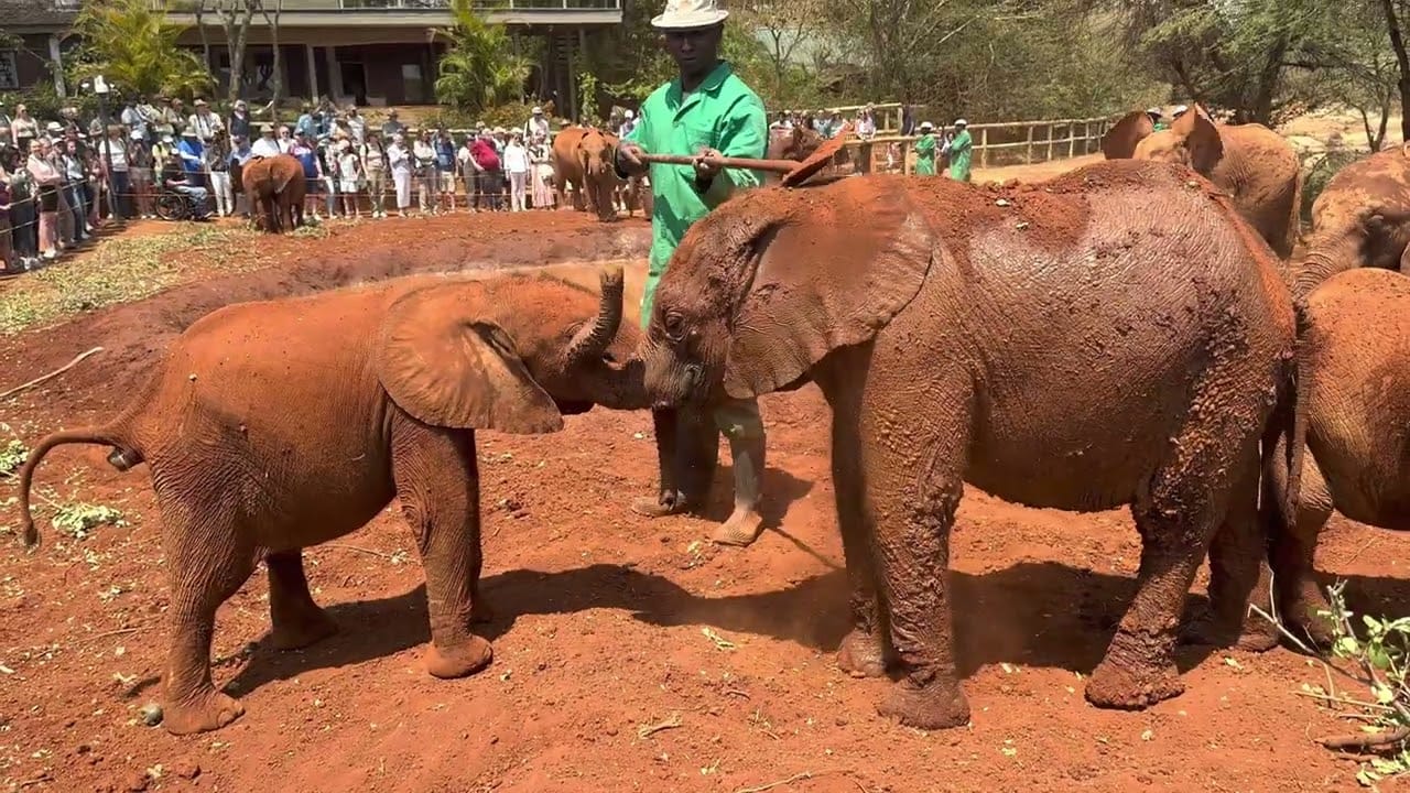 Nairobi: Sheldrick Elephant Orphanage und Giraffe Center