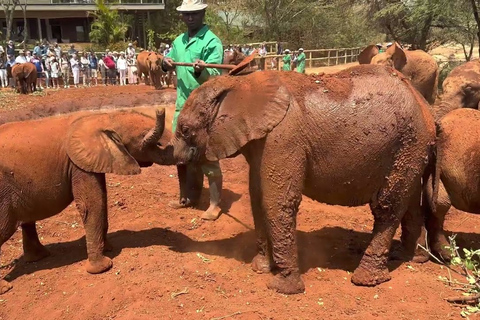 Nairobi: Sheldrick Elephant Orphanage and Giraffe Center