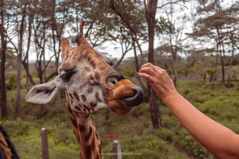 Nairobi: Sheldrick Elephant Orphanage and Giraffe Center