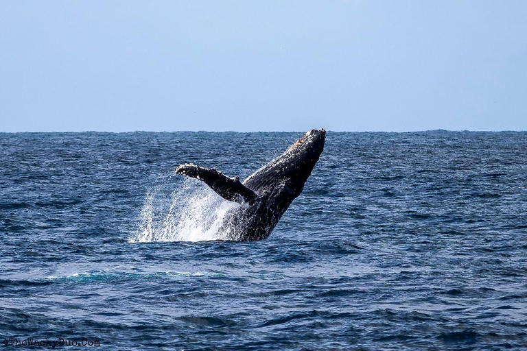 Observation privée, personnalisée et exclusive des baleines