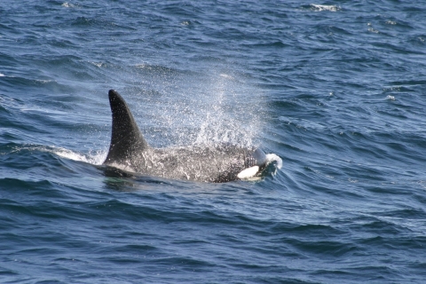 Observation privée, personnalisée et exclusive des baleines