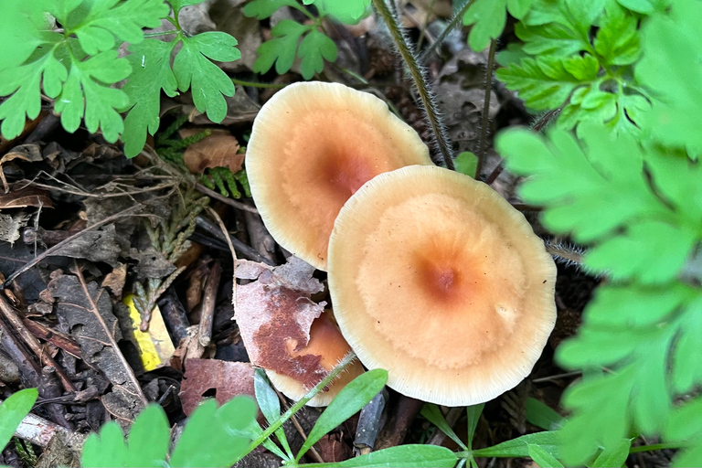 Seattle: Snoqualmie Falls and Twin Falls Guided Tour