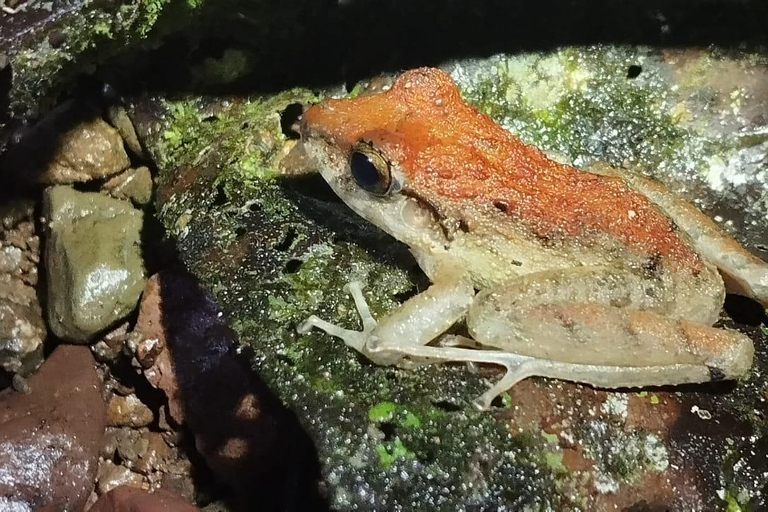 Tour noturno pela selva em Manuel AntonioExcursão particular