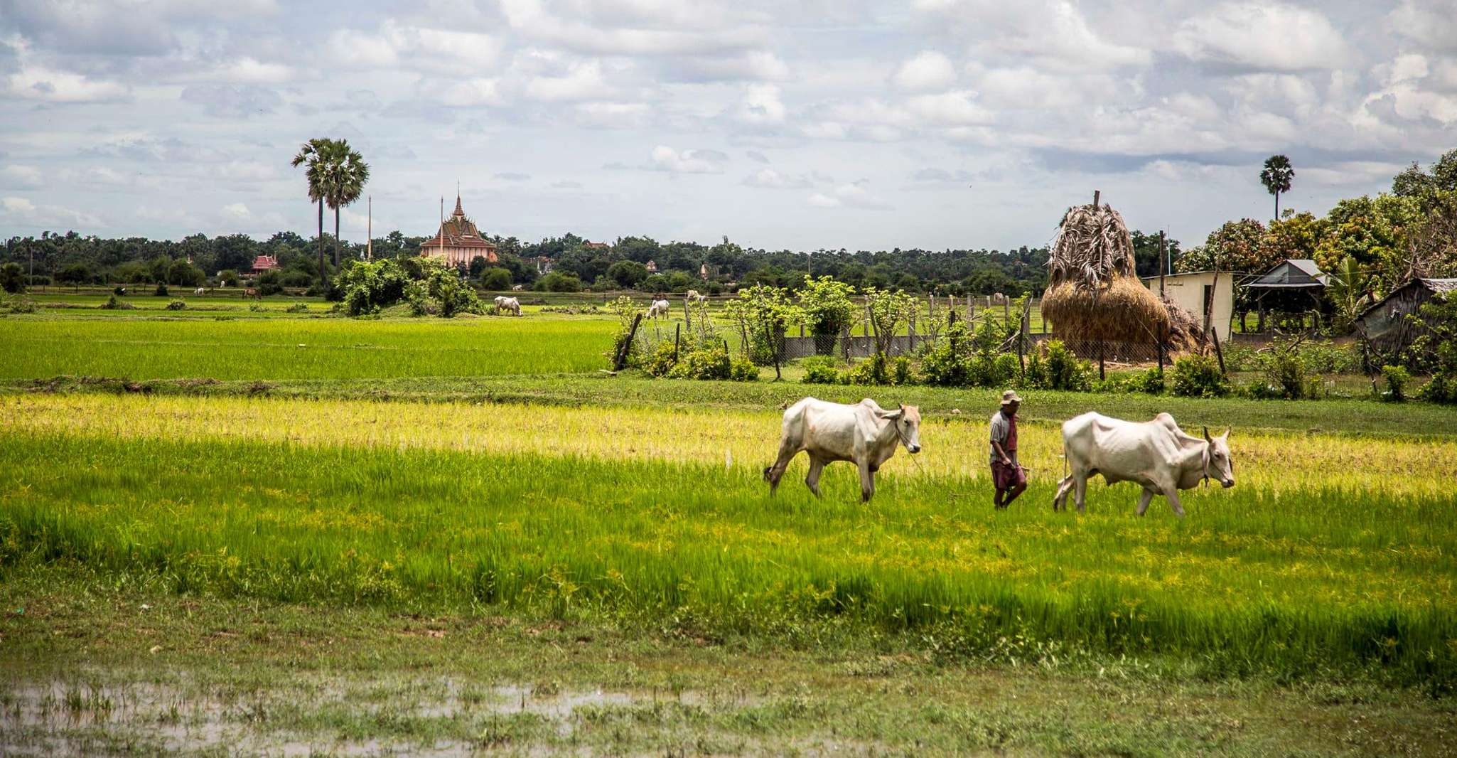 Trasferimento privato da Phnom Penh - Siem Reap - Hizvo
