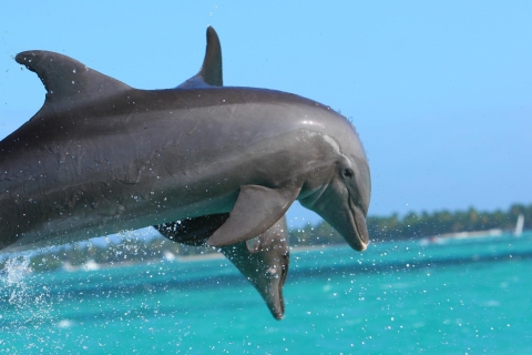 Miami : Excursion d'une journée à Key West avec observation des dauphins et plongée en apnée