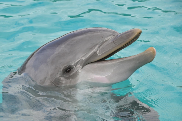 Miami : Excursion d'une journée à Key West avec observation des dauphins et plongée en apnée