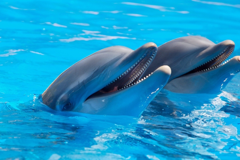 Miami: Tagesausflug nach Key West mit Delfinbeobachtung und Schnorcheln