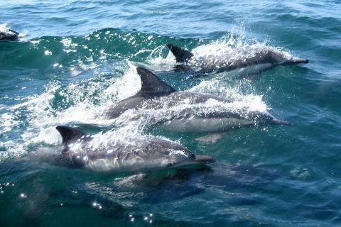 Miami: Tagesausflug nach Key West mit Delfinbeobachtung und Schnorcheln