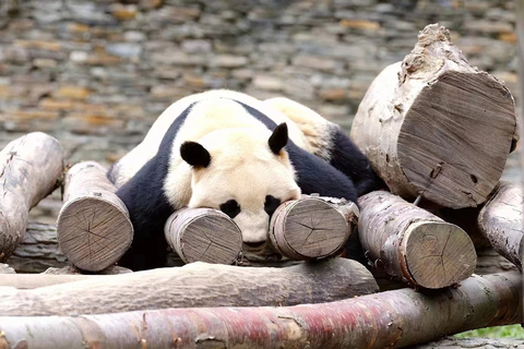 Chengdu: Dagsutflykt till Chengdu med jättepandan och Leshan BuddhaMed den privata guidade dagsturen