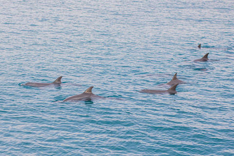 Phuket Dolphin Quest : Expédition sur l&#039;île de Racha et Maiton