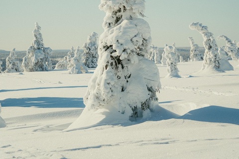 Riisitunturi National Park Full-Day Tour from Rovaniemi