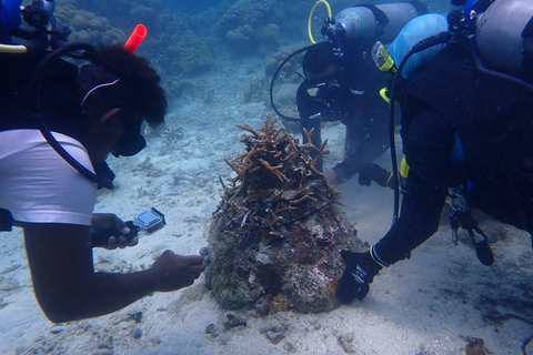 Cartagena: Natur- und Ökosystemwiederherstellung auf den Rosario-Inseln...