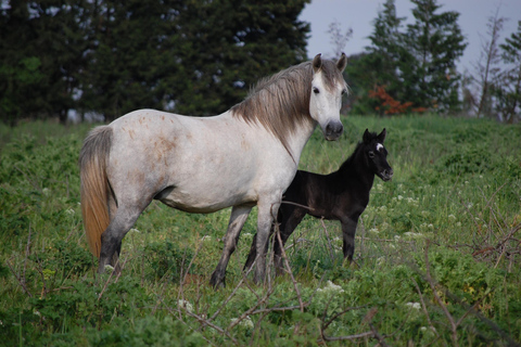 Aigues Mortes : Safari photo en Jeep en Camargue