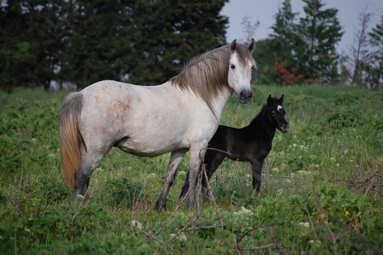 Aigues Mortes : Safari photo en Jeep en Camargue