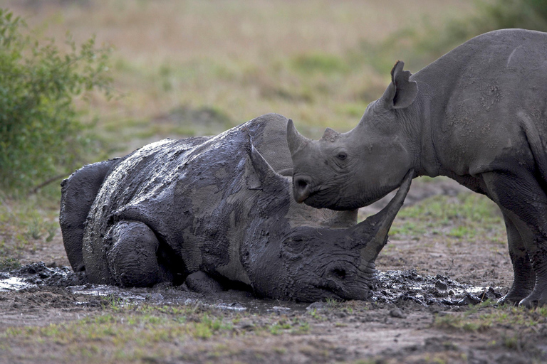 Nairobi National Park Half-Day Game Drive