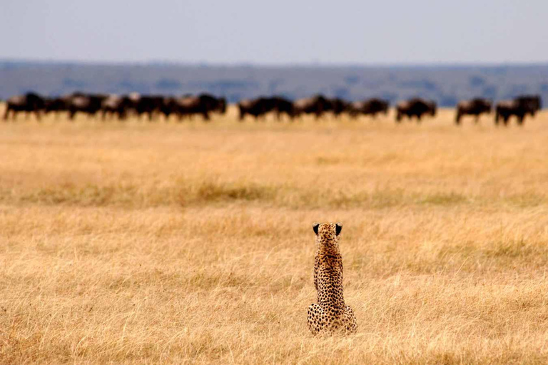 5 Days Tanzania Big 5 Safari Experience