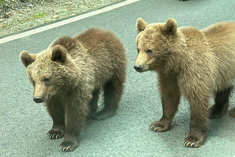 Bucharest: Top Gear Road & Wild Brown Bears, group max 8 pax Bucharest: Transfăgărășan Top Gear Road & Wild Brown Bears