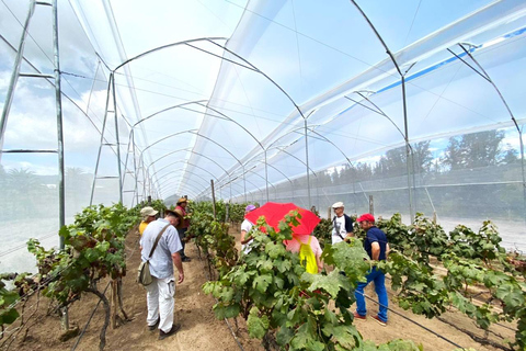 Quito: Halbtägige Tour durch hochgelegene Weinberge und Weinverkostung