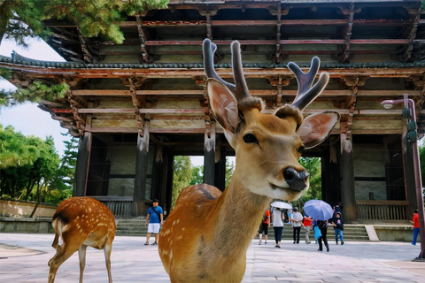 Vanuit Osaka: Dagtocht Kyoto en Nara met herten spotten