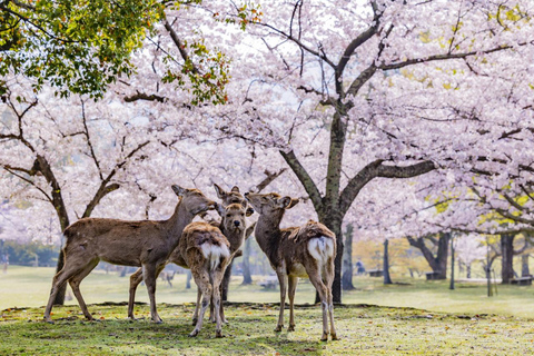 Kyoto, Nara & Deer Park Day Tour from Osaka