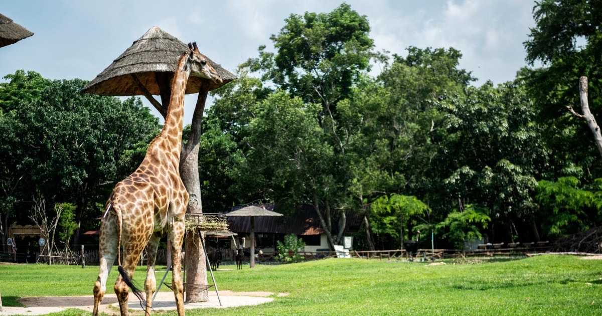 The Giraffe Encounter Safari | GetYourGuide