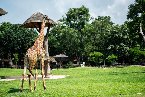 Safari med möte med giraffer