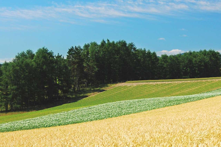 Hokkaido Summer Nature Experience: Furano & Biei