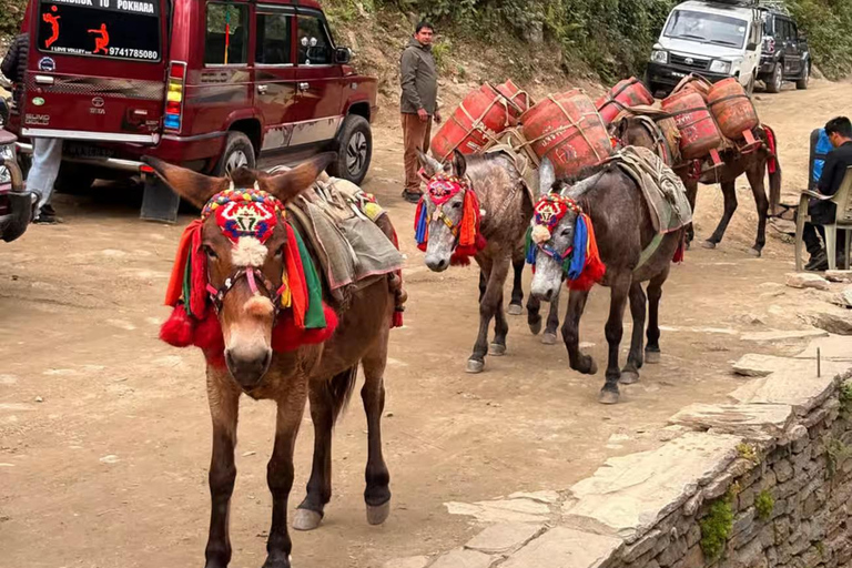 Pokhara: Easy 5-Day Annapurna Base Camp Trek