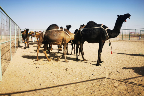 Desert Sunset Tour med Visit Our Salalah