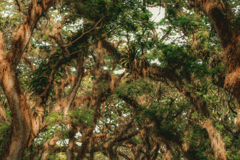 Banyuwangi: De Djawatan, Green, and Red Island Day Trip