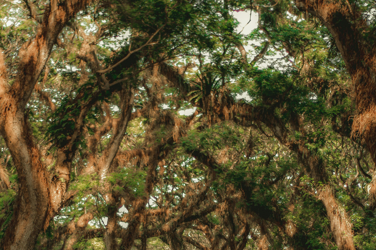 Banyuwangi: De Djawatan, Green, and Red Island Day Trip