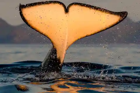 Bleik: Whale Watching by Speedboat with Puffins and Muffins