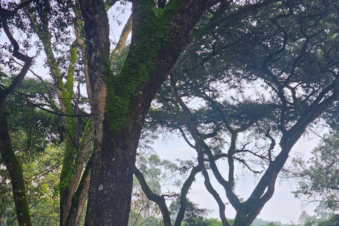 Addis Ababa: 5-Day Northern Ethiopia Historical Tour