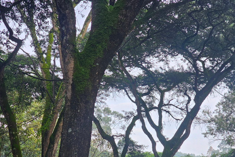 Addis Ababa: 5-Day Northern Ethiopia Historical Tour