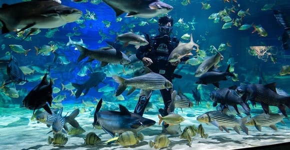 Angkor Wildlife & Aquarium Visit with Airport Transfer