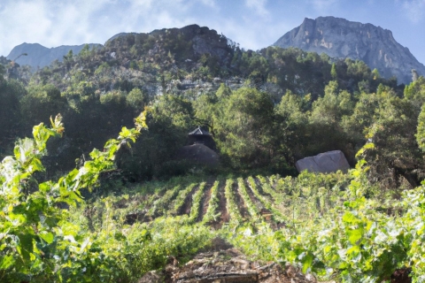 Visite guidée Premium d'Olympie : Histoire et dégustation de vins