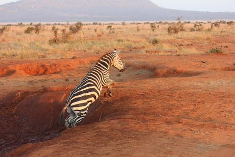 Nairobi: 5-Day Amboseli, Tsavo East & West Safari Tour