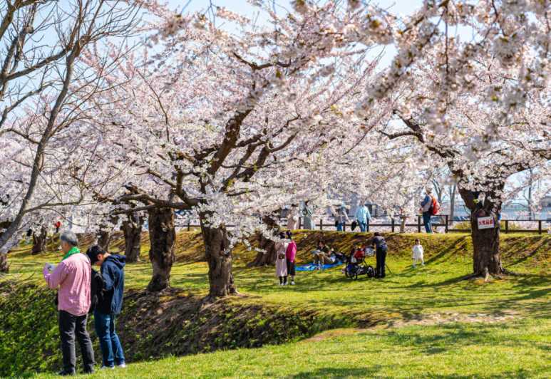 Private & Unique Nagasaki Cherry Blossom "Sakura" Experience